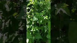 Urban Food Forest