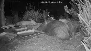 Javelinas YARD tilt 20240705205552 20240705205635