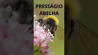 Press&aacute;gio da Abelha - Saiba o SIGNIFICADO ESPIRITUAL