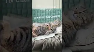 Сладких снов с подушками Ambesonne #ортопедия  #подушки #здоровыйсон #поддержка #длядома #поддержка