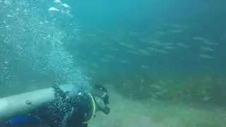 Sydney Magic Point Dive