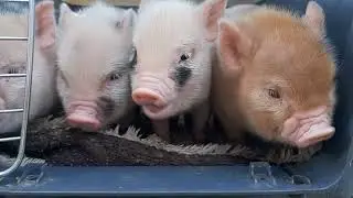 Piglets having fun!