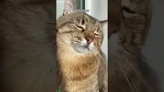Funny Pets 😅 Kitten meowing 🐱 # #7730