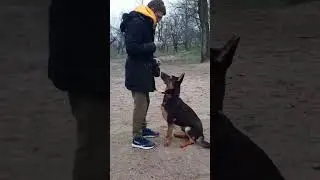 Немец Босс 8м учимся) #dogtraining #germanshepherd #k9 #дрессировочнаяплощадказапорожьелестничество