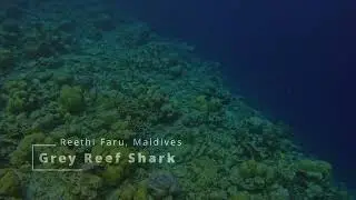 🐠 Grey Reef Shark in the Maldives | Snorkelling at Reethi Faru (May 2025) 🦈