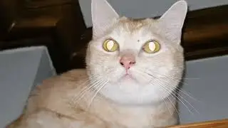 Feline Inspector: Watch this Cat's Detailed Inspection of its Surroundings.