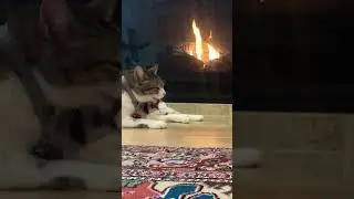 Fireplace Ambience | Relaxing Home Sounds  #relax