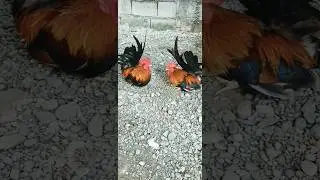 Chabo bantam rooster fight #chabobantam #shorts #ytshorts #viral #status #reels #trending