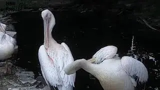 Розовый пеликан. Чистим перышки. Pink Pelican. Pure feathers.