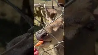 Голодний олень їсть морквинку #тварини #олень #ферма #носик #animal #deer #farm #nouse