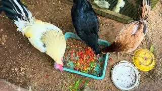 I Stopped Store Feed on Day 15? 😱 (My New Secret Mix)