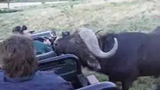 Close Encounter with a Cape Buffalo