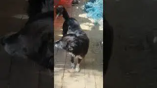 Dog comedy # animal comedy # youtube shorts # comedy videos