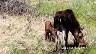 moose rocky mountain national park TexasWild me