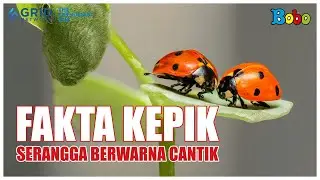 Fakta Menarik Kepik, Serangga Kecil Pemakan Hama yang Membantu Petani