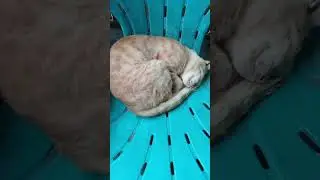kucing mager #cehaet #shorts