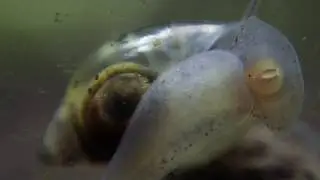Physella acuta
