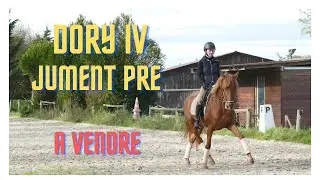 DORY IV - Jument PRE PP