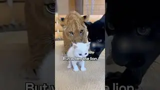 They Put a Kitten Between a Lion and a Panther&hellip; 🤯 #storytime
