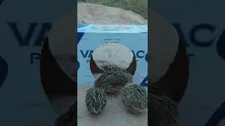 Creative Bird Trap - Quail Trap Tutorial #birdtrap #tutorial #shortvideo