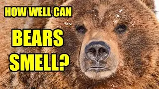 How Far Can a Bear Smell?  - A Bear's Powerful Sense of Smell