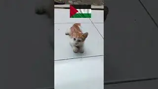 Kasian Kucing Palestina Kelaparan! #harunarrasheedtv #shorts #viral