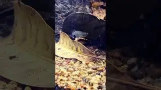 Life is Under the Litter| Brahmaputra River Creek | Assam &ndash; India | Habitat, Biotope, Ecosystem