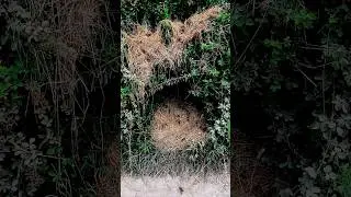 🛖 FOREST HIDEOUT 😱