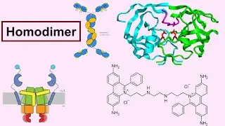 homodimer