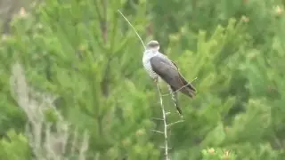 Кукушка. ( Cuculus canorus )