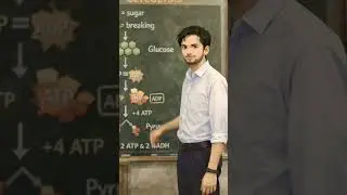Glycolysis Explained Step by Step 🔥 | Cell Respiration | NEET Biology | NCERT