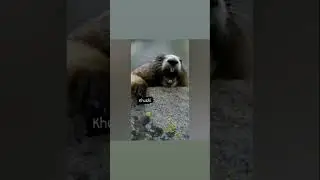 #khushi #youtubeshorts #fun #shortvideo #funny #funnyshorts 🐿🦫😅