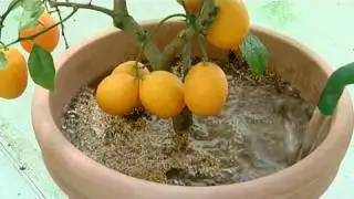 Agrumi