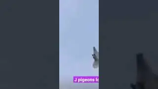 J pigeon loft #shorts #youtubeshorts #viral #birds #pigeons #pigeonlover