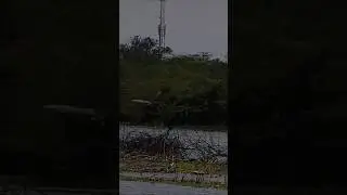 ПТИЦА БОЛЬШИХ РАЗМЕРОВ