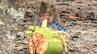This monkey bite the coconut shell so hard that its mouth bulge.