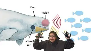 Whale News With Pam | Echo Location