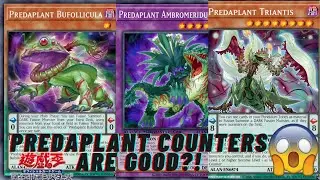 Профиль колоды Yu-Gi-Oh! Predaplant (Сила пост-измерения)