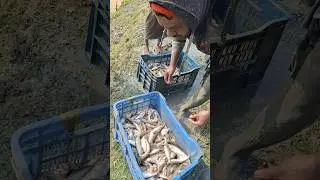 Fishing viral video viral. #vrial #handfish #fishingtips #fish