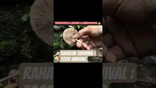 Food hunting di hutan Sulawesi bareng paman bara. #survival #campping