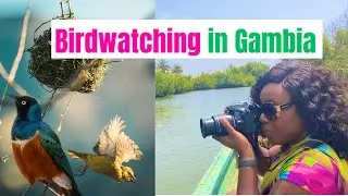 GAMBIA VLOG: Sailing and Birdwatching Along Kotu Creek