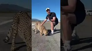 I raced with a cheetah #shorts#mrbeast