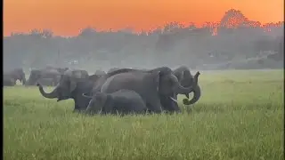Wild Elephant Attack🐘🐘🐘🐘 #elephant #animalattack #animals #shortvideos #funny