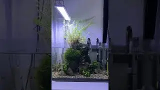 Aquascape tanpa co2 low maintenance #aquarium #aquascape  #nature #plants #fish