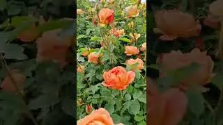 Glorious David Austin roses, my favourite is Gabriel Oak #beautiful ❤️ #garden #rose #rosegarden