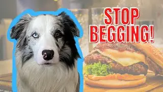 How To STOP Your Dog From BEGGING For Food and/or Attention!
