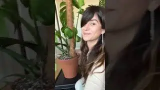 Transplante y tutor de Monstera #monstera #transplant #plantcaretips #plantlover