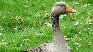 Delicious Duck cooking seen. Homemade cooking video | I Bangla Recipe