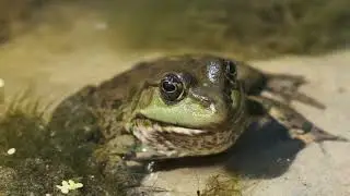 Unveiling the Secrets of Frog Eggs: Do They Contain Yolk?