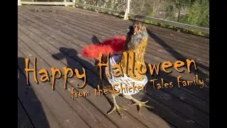 Happy Halloween - Chickens in Costumes
